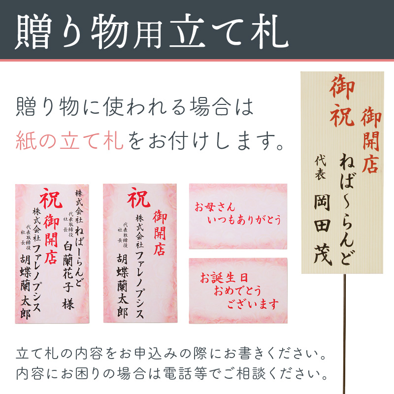 胡蝶蘭 白大輪3本立 39輪【008B-009】