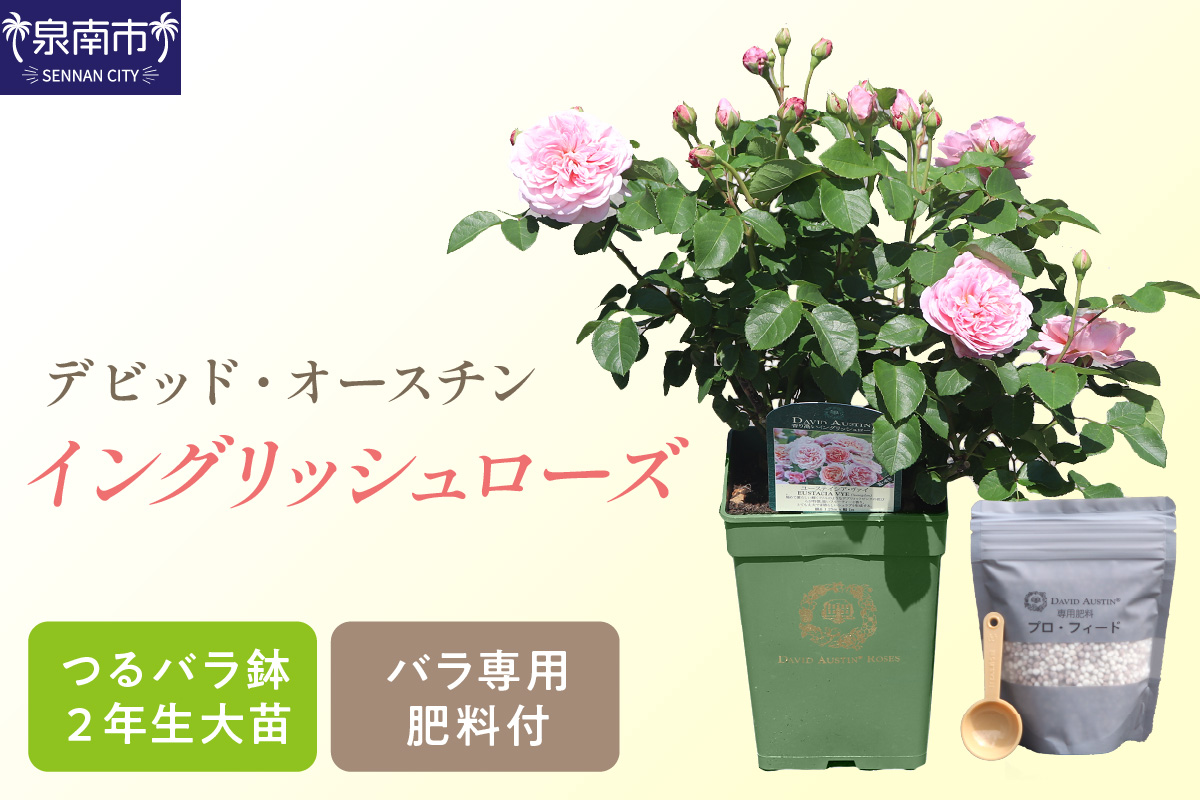 【 イングリッシュローズ 】 デビッド・オースチン つるバラ鉢苗（バラ専用肥料付） 花 バラ 薔薇 ばら インテリア ガーデニング フラワー つるバラ鉢苗 鉢苗 植物 薔薇苗 フラワー 初心者【025D-004】