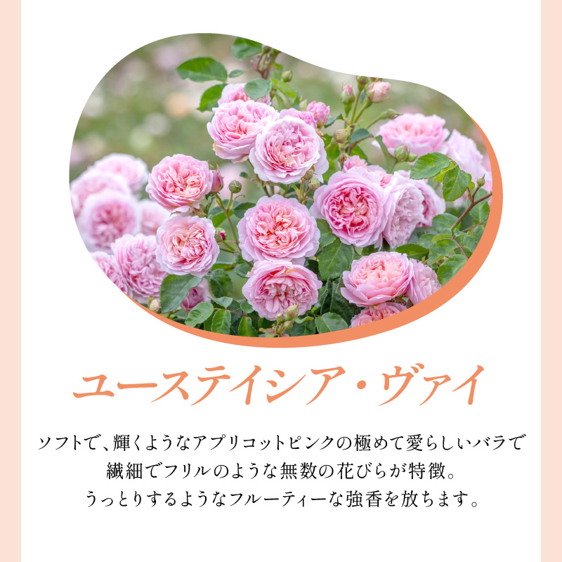 【イングリッシュローズ】デビッド・オースチン ユーステイシア・ヴァイ 6L鉢苗（バラ専用肥料付）【025D-025】