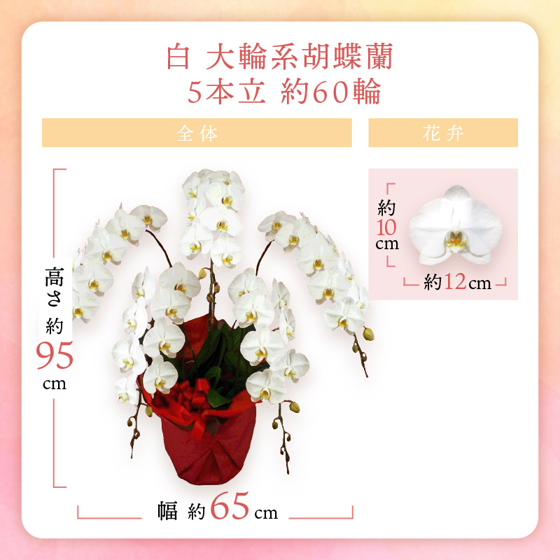 胡蝶蘭 白大輪5本立 60輪【008A-006】