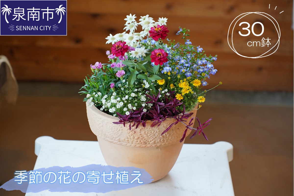 季節の花の寄せ植え 30?【005D-007】