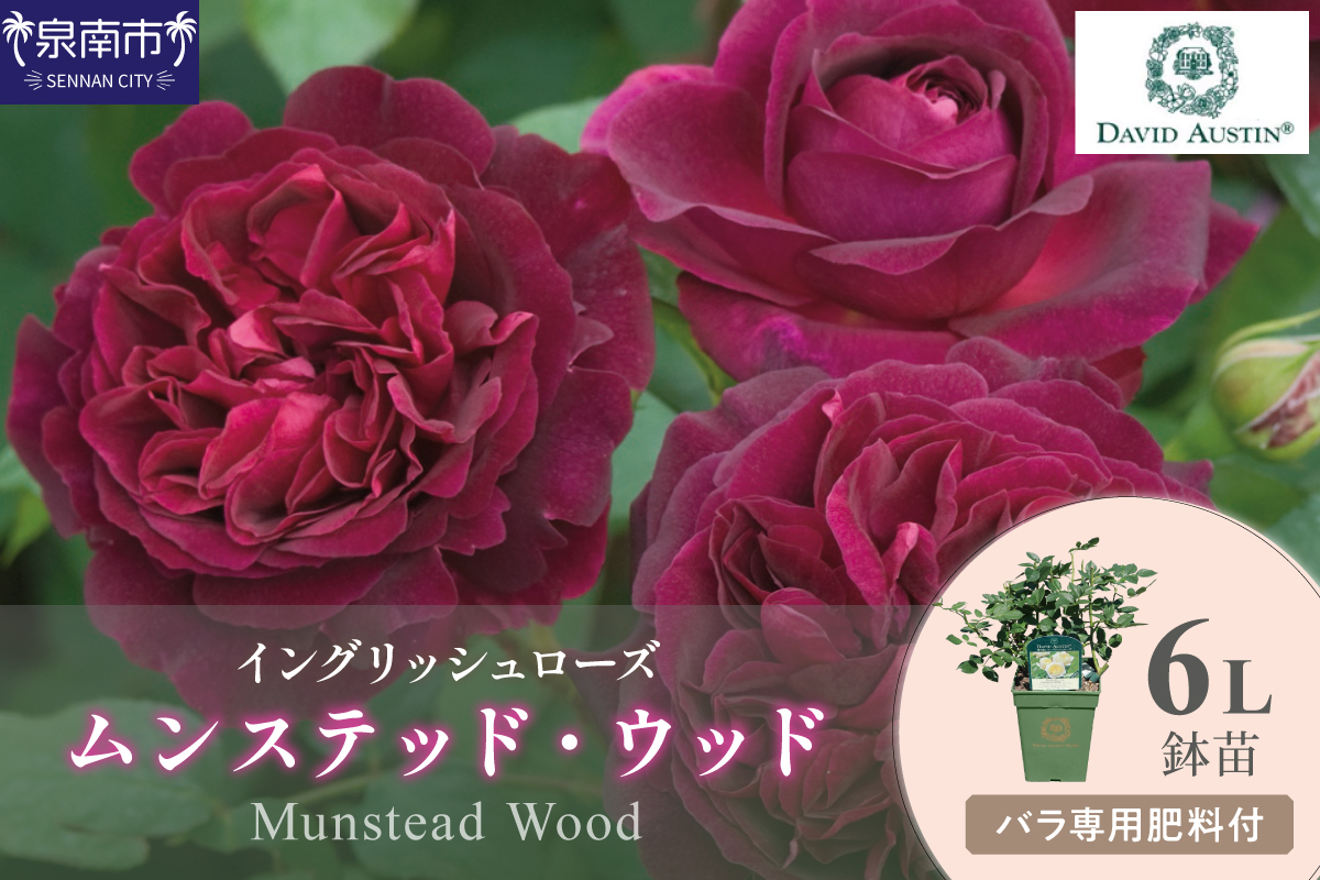 【イングリッシュローズ】デビッド・オースチン ムンステッド・ウッド6L鉢苗（バラ専用肥料付）【025D-035】