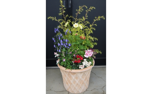 季節の花の寄せ植え 30cm鉢 ピック付き【005C-005】