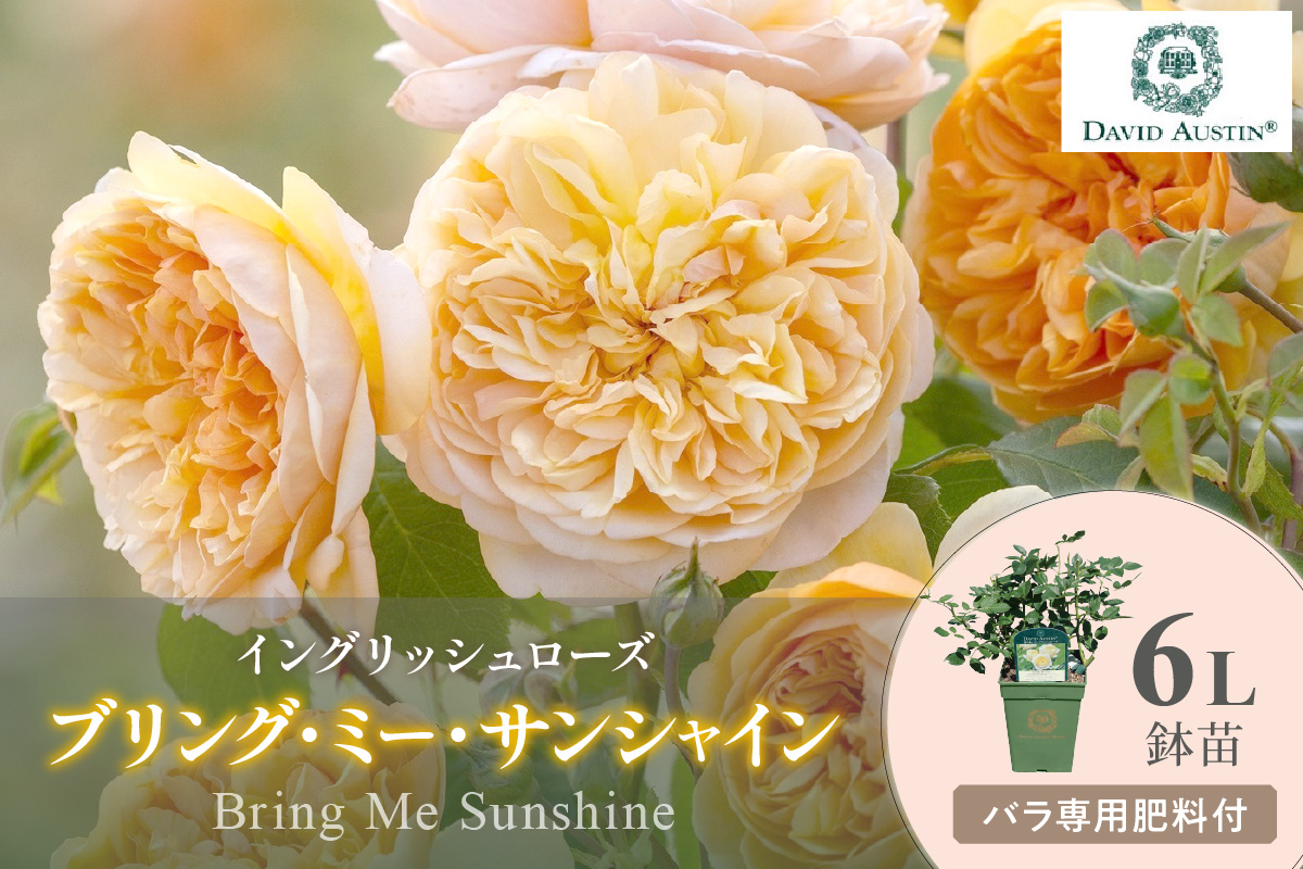 【イングリッシュローズ】デビッド・オースチン ブリング・ミー・サンシャイン6L 鉢苗（バラ専用肥料付）【025D-024】