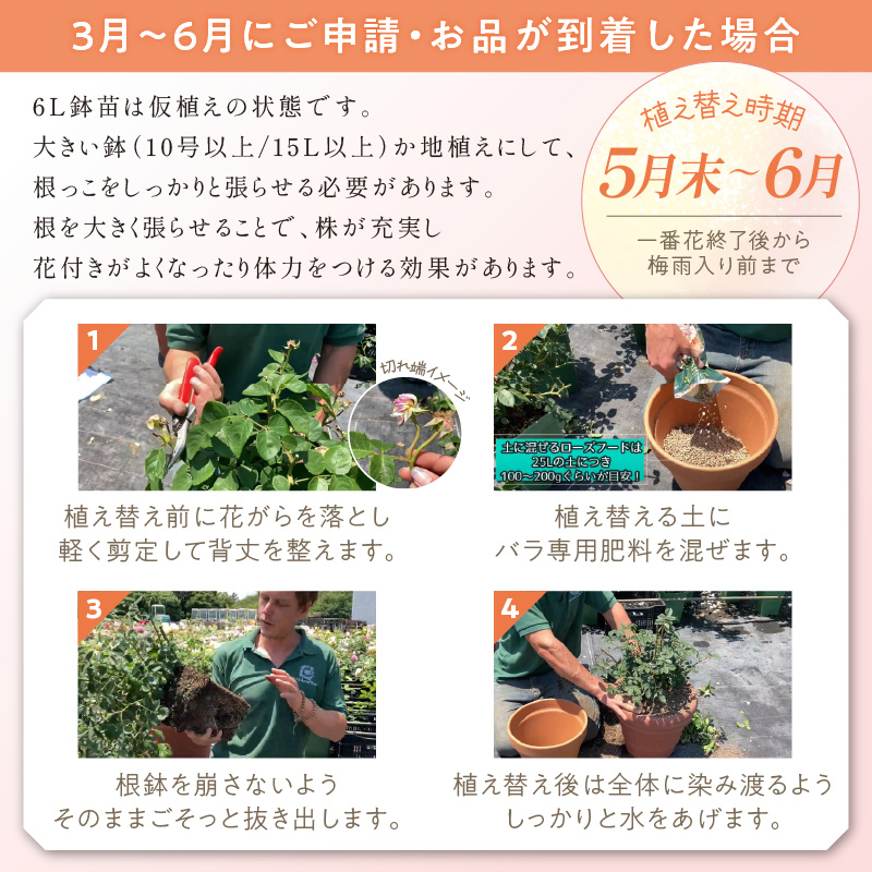 【イングリッシュローズ】デビッド・オースチン ガブリエル・オーク6L鉢苗（バラ専用肥料付）【025D-026】
