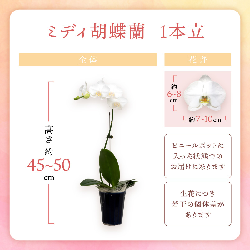 ミディ胡蝶蘭 1本立 1年間 6回 隔月定期便【配送不可地域：北海道・沖縄・離島】【008B-014】