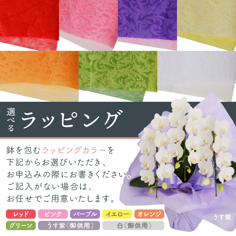 胡蝶蘭 白大輪5本立 55輪【008A-005】