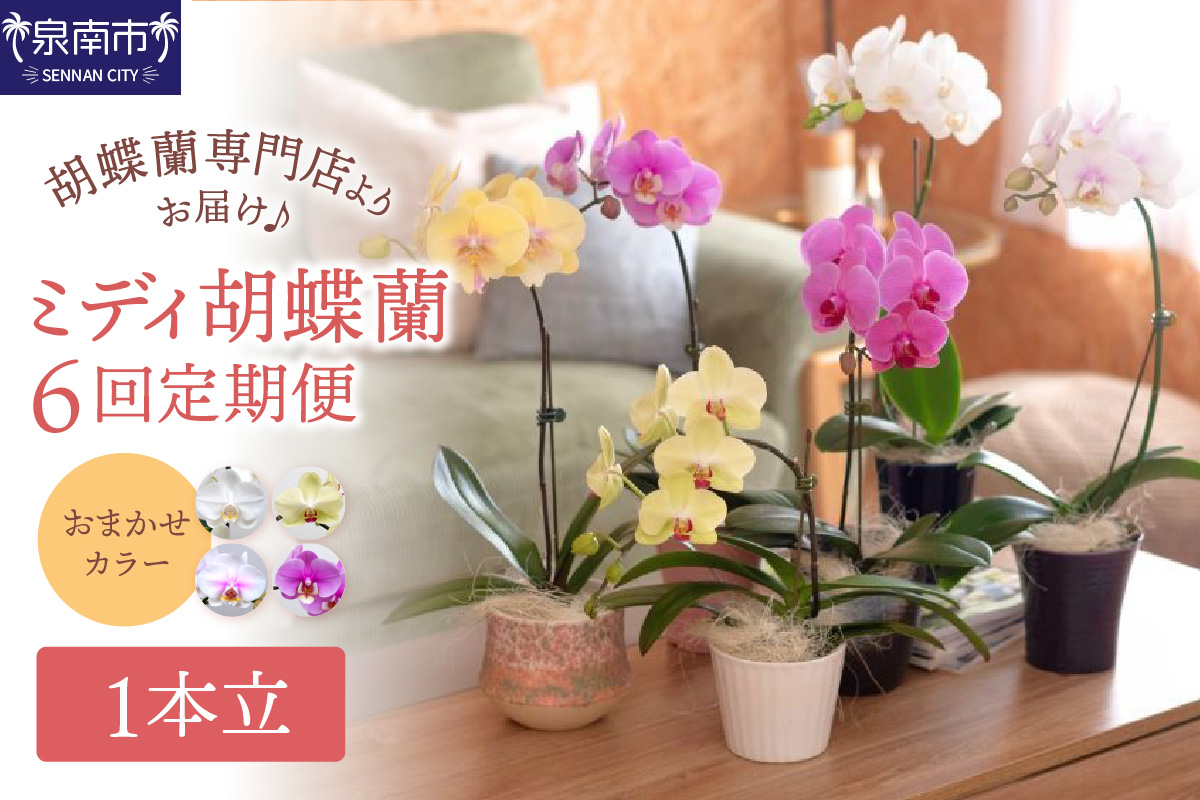 ミディ胡蝶蘭 1本立 1年間 6回定期便【配送不可地域：北海道・沖縄・離島】【008B-014】