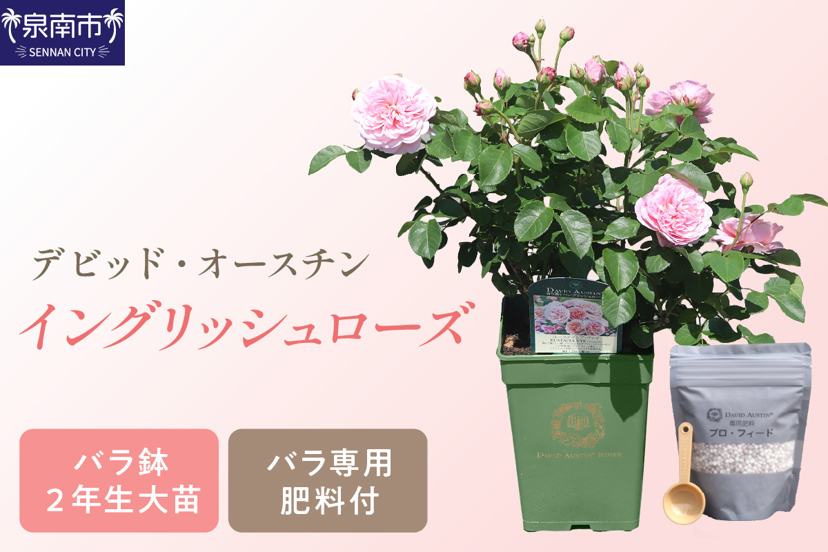 【イングリッシュローズ】 デビッド・オースチン バラ鉢苗 （バラ専用肥料付）【品種指定不可】 バラ ばら イングリッシュローズ バラ鉢苗 鉢苗 花【025D-003】