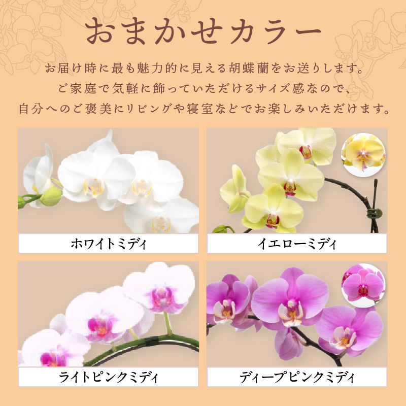 ミディ胡蝶蘭 1本立 1年間 6回 隔月定期便【配送不可地域：北海道・沖縄・離島】【008B-014】