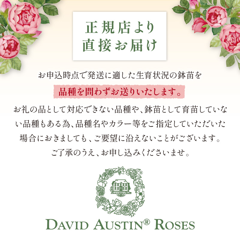 【 イングリッシュローズ 】 デビッド・オースチン つるバラ鉢苗（バラ専用肥料付） 花 バラ 薔薇 ばら インテリア ガーデニング フラワー つるバラ鉢苗 鉢苗 植物 薔薇苗 フラワー 初心者【025D-004】