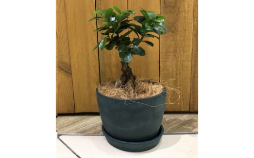 ガジュマル植え込み【009D-055】