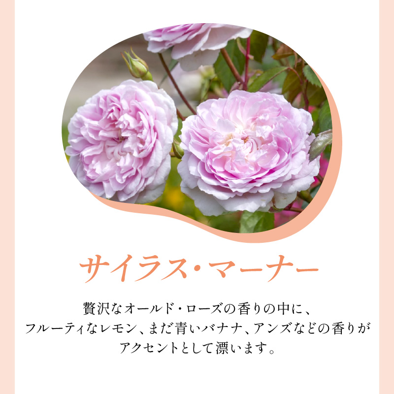 【イングリッシュローズ】デビッド・オースチン サイラス・マーナー6L鉢苗（バラ専用肥料付）【025D-021】