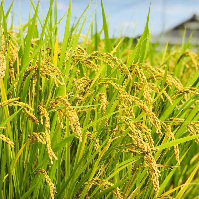 農業姉妹がこだわって栽培！ 大阪府産 泉南市のお米 白米5kg 半年定期便【024A-024】