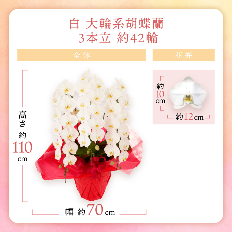 胡蝶蘭 白大輪3本立 42輪【008B-010】