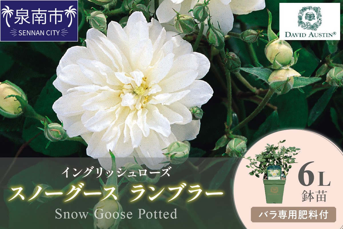 【イングリッシュローズ】デビッド・オースチン スノーグース ランブラー6L鉢苗（バラ専用肥料付）【025D-031】