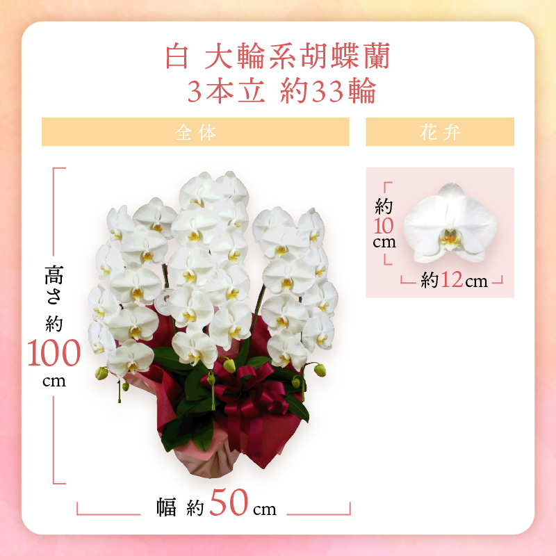 胡蝶蘭 白大輪3本立 33輪【008B-008】