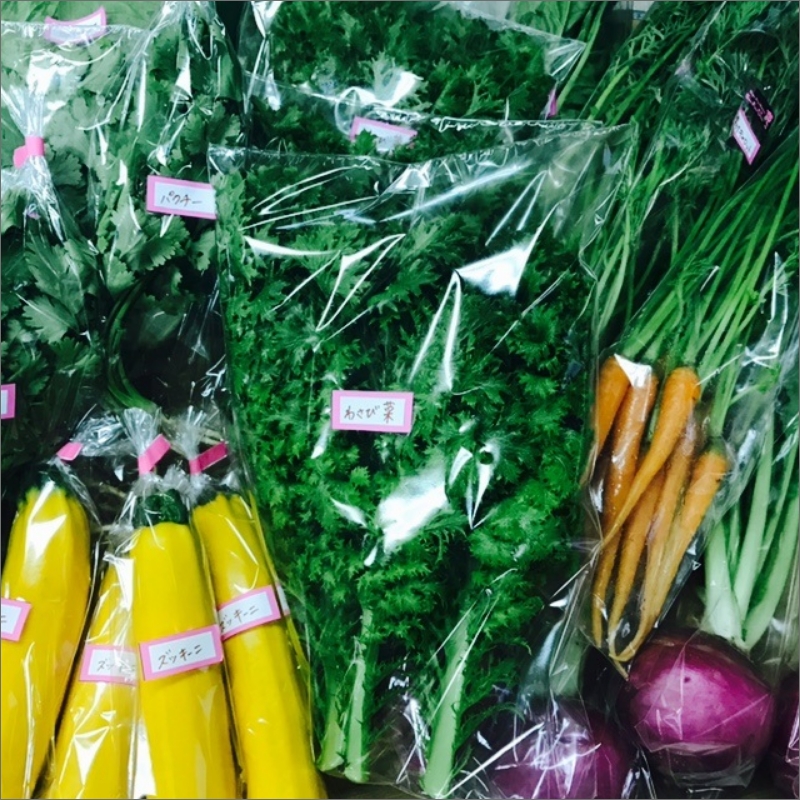 農業姉妹がこだわって栽培！旬の厳選野菜10種 1年定期便【024A-021】