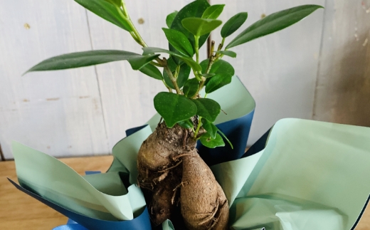 ご自宅用にもプレゼントにも。小さなガジュマル (ラッピング付き)【009E-003】