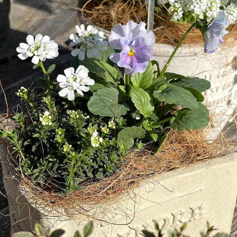 季節のお花を植えた寄せ植え 60cm【009D-062】