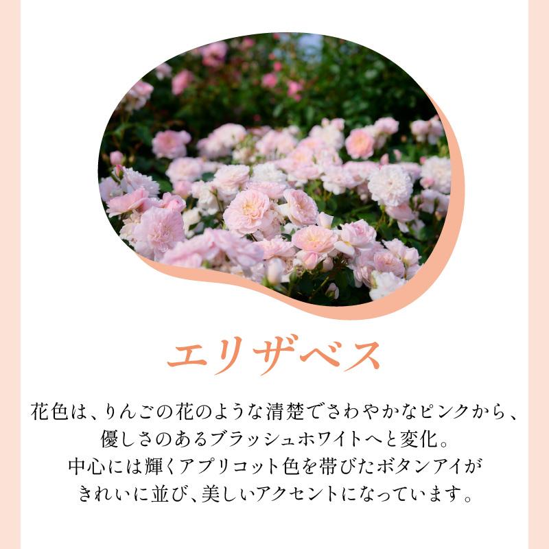 ãã€ã³ã°ãªãã·ã¥ããŒãºãããããã»ãªãŒã¹ãã³ ãšãªã¶ãã¹ 6Lé¢èïŒãã©å°çšè¥æä»ïŒã025D-015ã