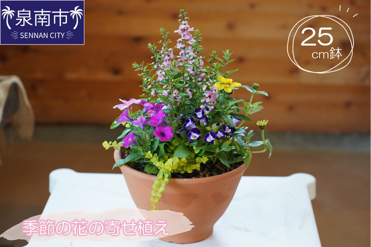 季節の花の寄せ植え 25cm鉢【005D-005】