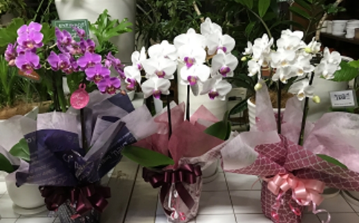 可愛い小輪の胡蝶蘭【009D-066】