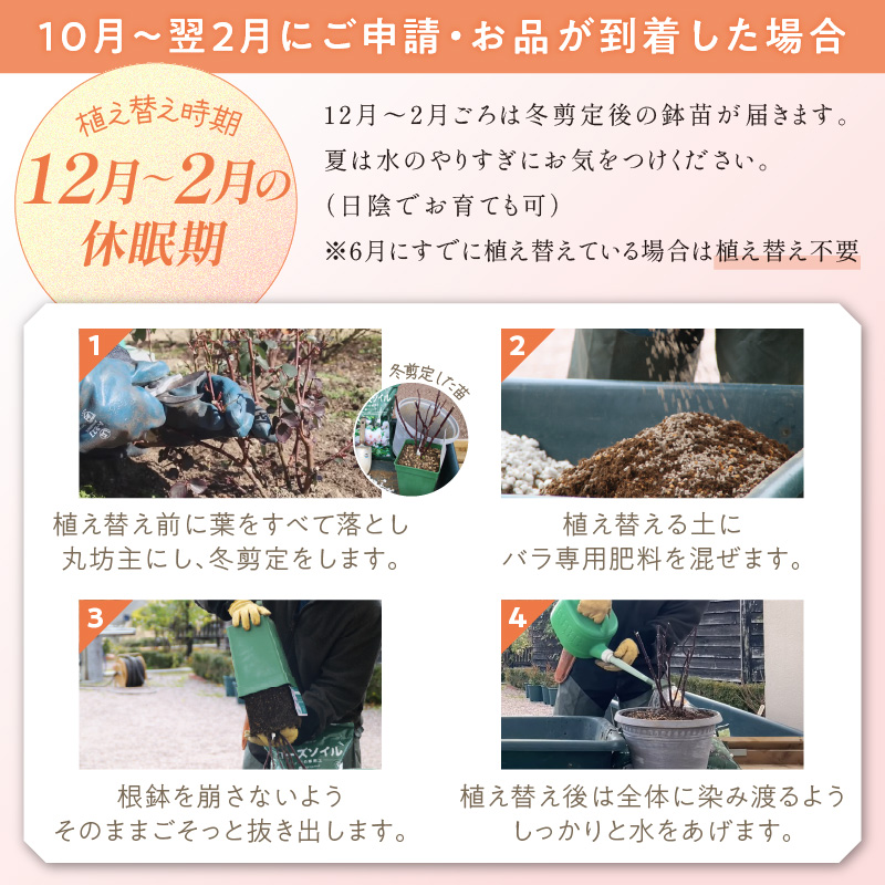 【イングリッシュローズ】デビッド・オースチン ガブリエル・オーク6L鉢苗（バラ専用肥料付）【025D-026】