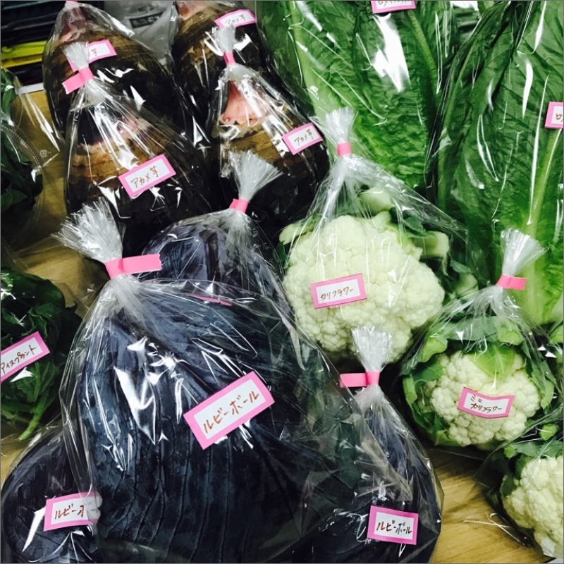 農業姉妹がこだわって栽培！旬の厳選野菜10種 1年定期便【024A-021】