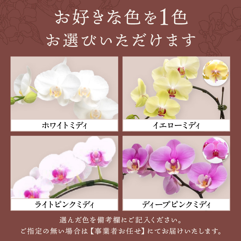 ミディ胡蝶蘭 3本立【配送不可地域：北海道・沖縄・離島】【008C-011】