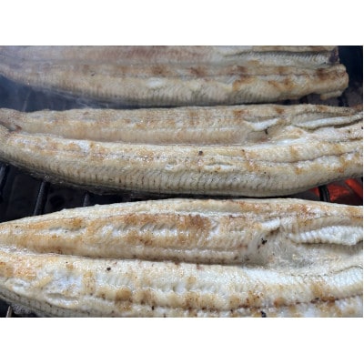 ãåœç£ããªãã倧ãµã€ãº140g -170gãäžæ²³äžè²ç£ã10å°Ÿãçç«è²çŒã(ã¿ã¬ä»ã)ãé
éäžå¯å°åïŒé¢å³¶ãã1659364ã