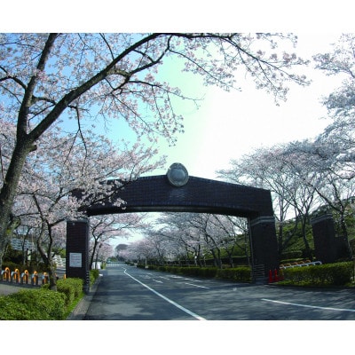 公営 飯盛霊園 合葬墓「虹の丘」使用権(合葬)【1363482】