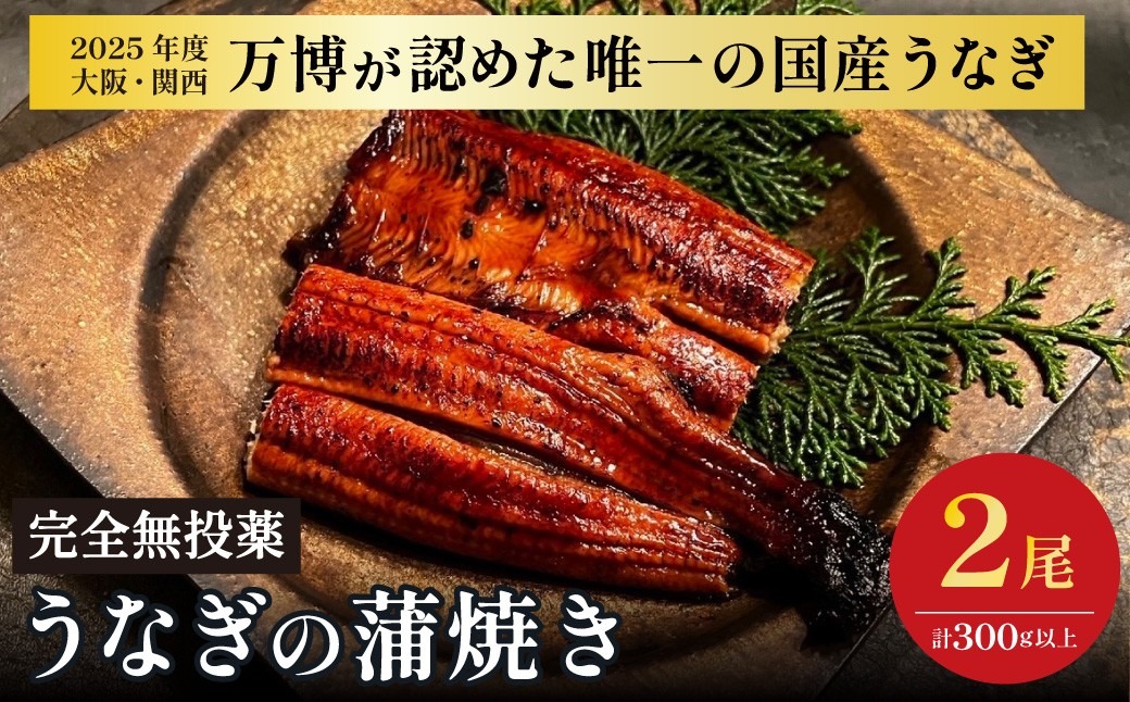 鰻 鰻の蒲焼き2尾セット｜ 国産うなぎ 国産 美陵鰻 うなぎ ウナギ 鰻 かば焼き 蒲焼きせいろ蒸し 土用の丑の日 土用 丑の日 贈答 贈り物 大阪府 阪南市 送料無料 ギフト 特大 肉厚 うな重 うな丼 ひつまぶし 惣菜 おかず タレ 山椒 ワサビ れいわ水産