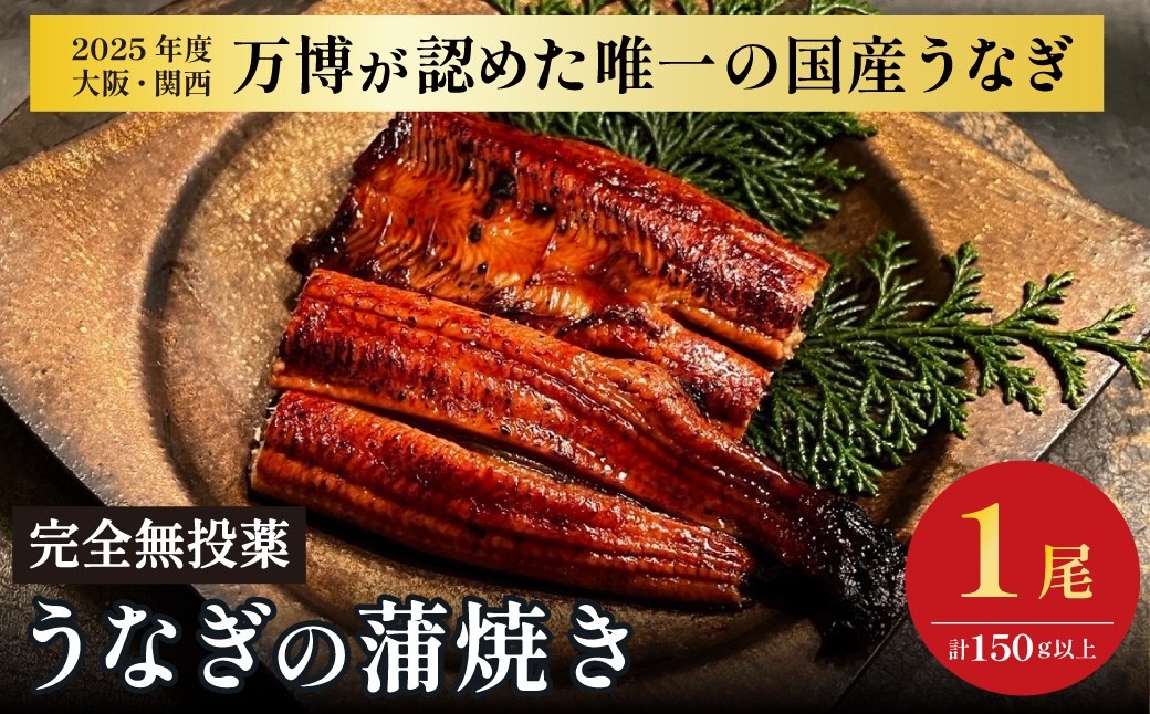鰻 鰻の蒲焼き1尾｜ 国産うなぎ 国産 美陵鰻 うなぎ ウナギ 鰻 かば焼き 蒲焼きせいろ蒸し 土用の丑の日 土用 丑の日 贈答 贈り物 大阪府 阪南市 送料無料 ギフト 特大 肉厚 うな重 うな丼 ひつまぶし 惣菜 おかず タレ 山椒 ワサビ れいわ水産