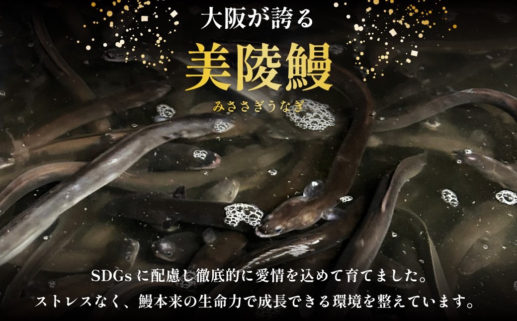 鰻 鰻の蒲焼き6尾セット｜ 国産うなぎ 国産 美陵鰻 うなぎ ウナギ 鰻 かば焼き 蒲焼きせいろ蒸し 土用の丑の日 土用 丑の日 贈答 贈り物 大阪府 阪南市 送料無料 ギフト 特大 肉厚 うな重 うな丼 ひつまぶし 惣菜 おかず タレ 山椒 ワサビ れいわ水産