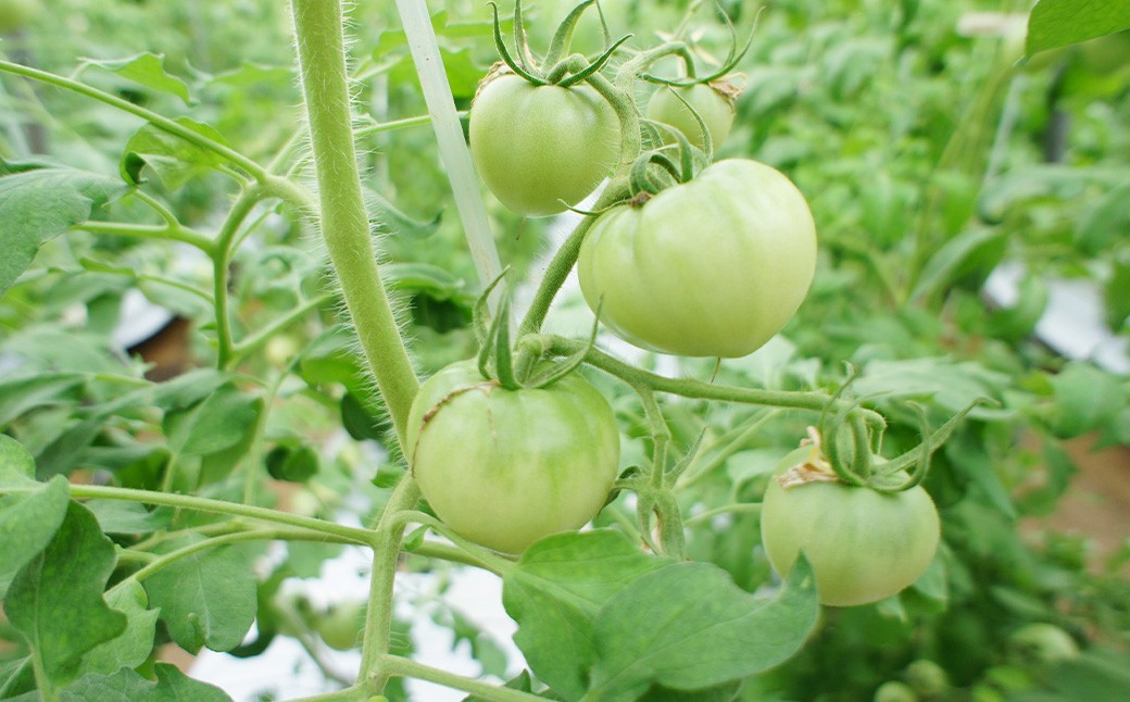 フルーツトマト 糖度7度以上 農薬不使用（栽培期間中） 水耕栽培 産地直送 高リコピン 橘農園  【2026年1月上旬から4月下旬発送予定】｜ 野菜 トマト 1.5kg～2.0kg （10個～20個） 