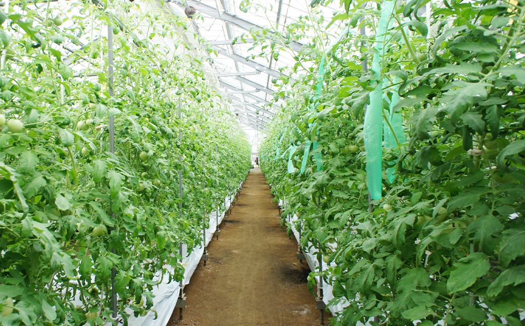 フルーツトマト 糖度7度以上 農薬不使用（栽培期間中） 水耕栽培 産地直送 高リコピン 橘農園  【2026年1月上旬から4月下旬発送予定】｜ 野菜 トマト 1.5kg～2.0kg （10個～20個） 