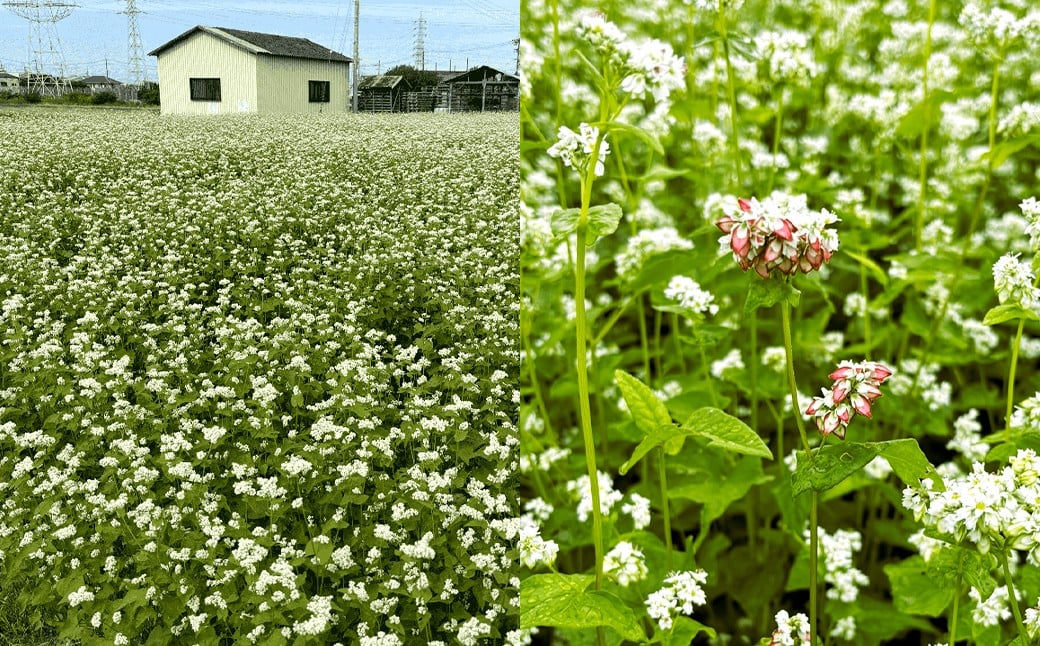 泉州蕎麦 阪南地産 十割蕎麦（春のいぶき） つゆ付き4人前（100g×4袋）【2025年12月31日着】 泉州 蕎麦 そば ソバ 年越し蕎麦 年越し 年越しそば 年越しソバ 4人前 100g 4袋 泉州産 国産 大晦日 十割蕎麦 春のいぶき