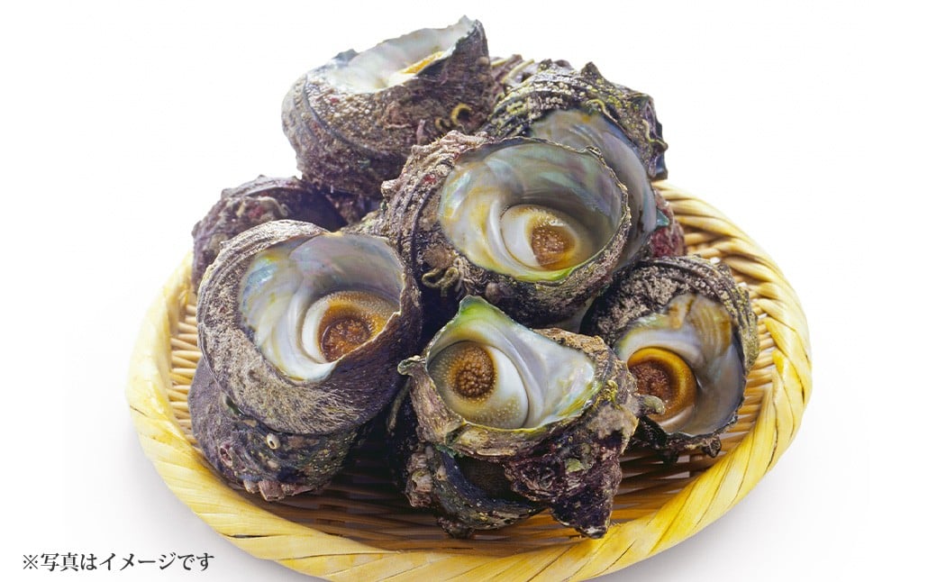 【先行予約】 加熱用 サザエ 約1kg【2026年1月上旬-3月上旬発送予定】 海鮮 海産物 冷蔵