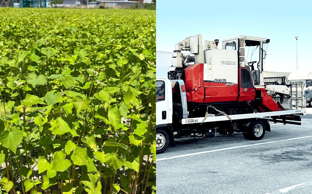 泉州蕎麦 阪南地産 十割蕎麦（春のいぶき） つゆ付き4人前（100g×4袋）【2025年12月31日着】 泉州 蕎麦 そば ソバ 年越し蕎麦 年越し 年越しそば 年越しソバ 4人前 100g 4袋 泉州産 国産 大晦日 十割蕎麦 春のいぶき