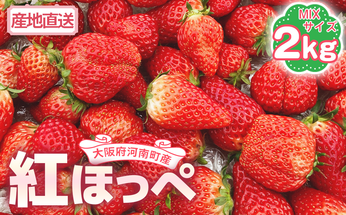 【紅ほっぺ】MIX（サイズいろいろ）2kg程度 ／ 苺 イチゴ フルーツ 大阪府 No.260