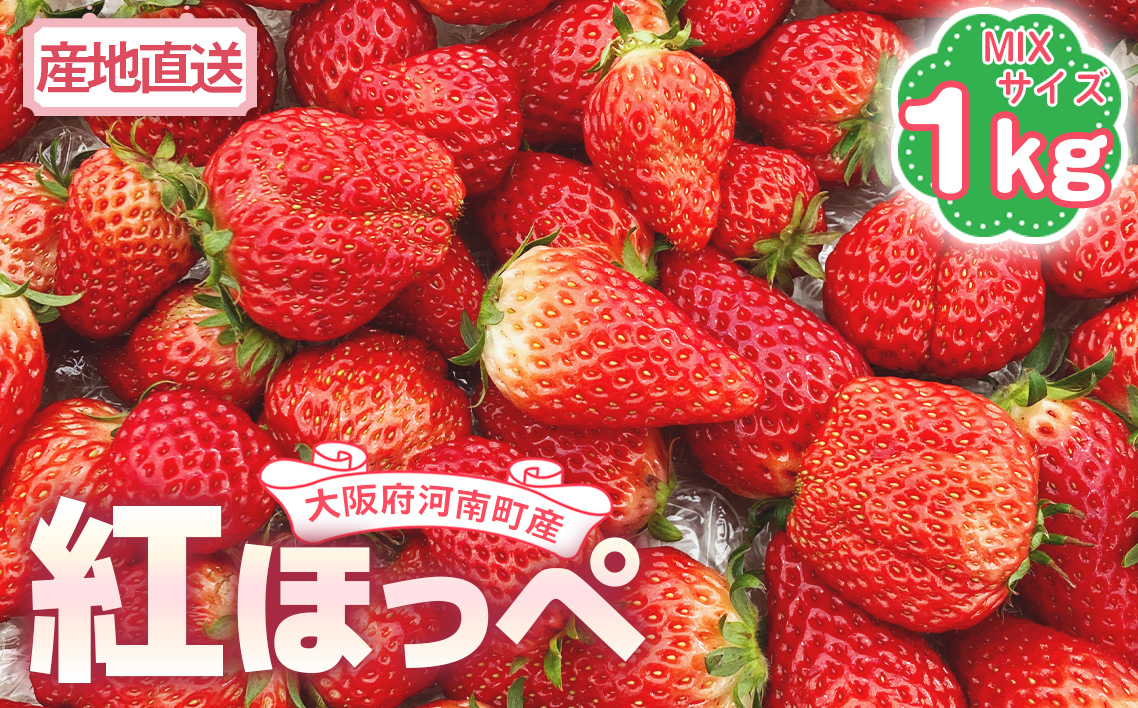 【紅ほっぺ】MIX（サイズいろいろ）1kg程度 ／ 苺 イチゴ フルーツ 大阪府 No.257