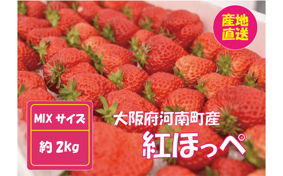 No.260 【紅ほっぺ】MIX（サイズいろいろ）2kg程度 ／ 苺 イチゴ フルーツ 大阪府