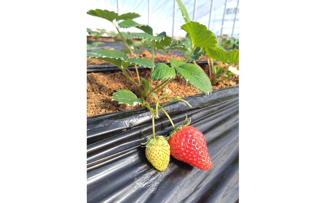 No.407 おいしいいちご　有機JAS認証いちご　500g　24粒