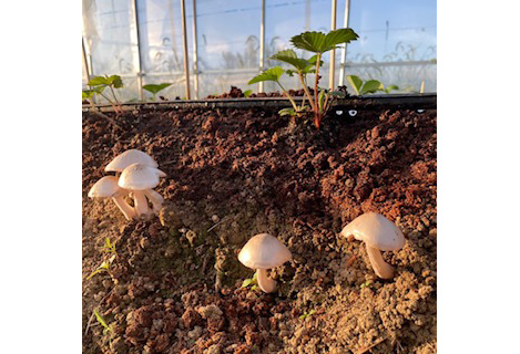 No.406 èš³ããããããããã¡ããææ©JASèªèšŒãã¡ãã700gã36ç²