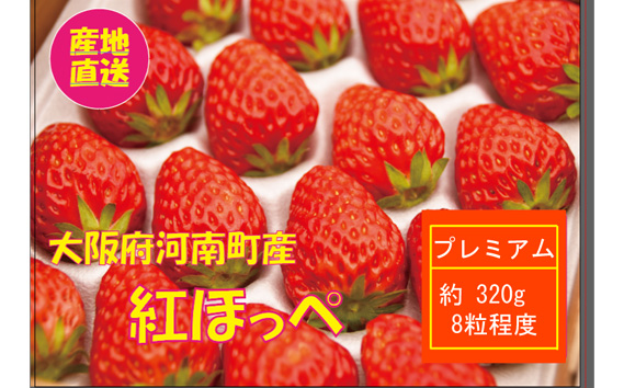 No.304 【紅ほっぺ】プレミアムいちご ／ 果物 苺 イチゴ 大阪府 特産品