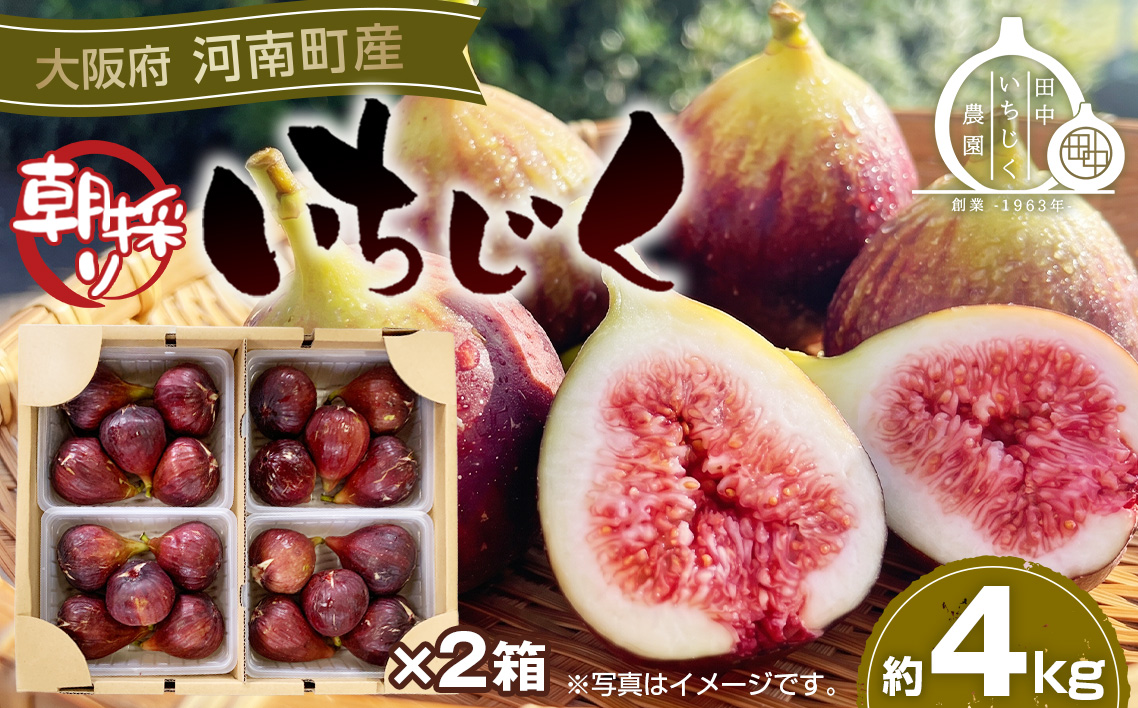 いちじく 朝採り 【2026年配送】　約4kg ／ 無花果 果物 大阪府 No.281