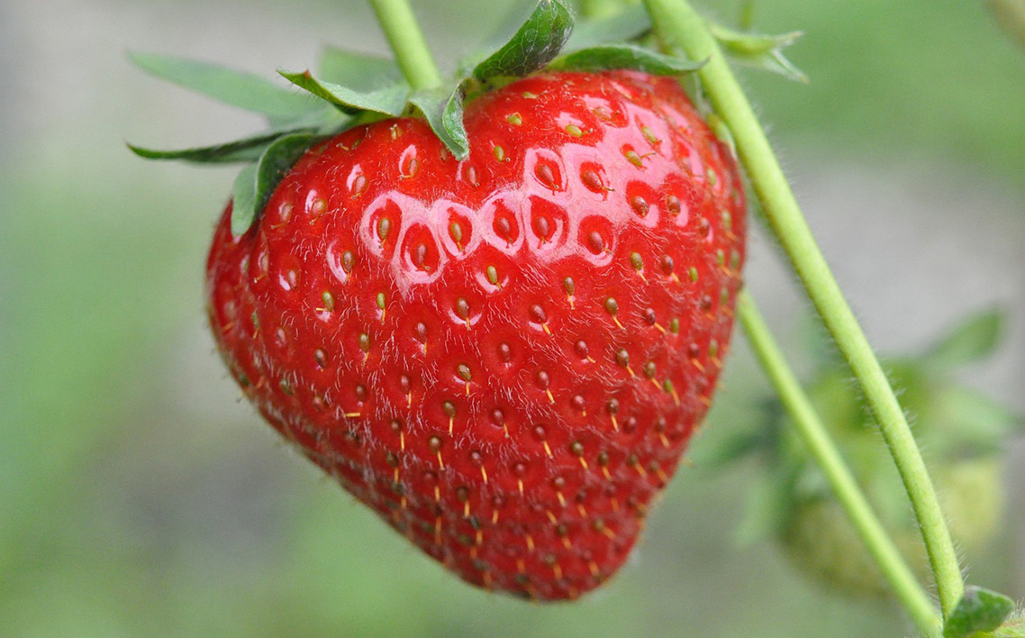 No.406 èš³ããããããããã¡ããææ©JASèªèšŒãã¡ãã700gã36ç²