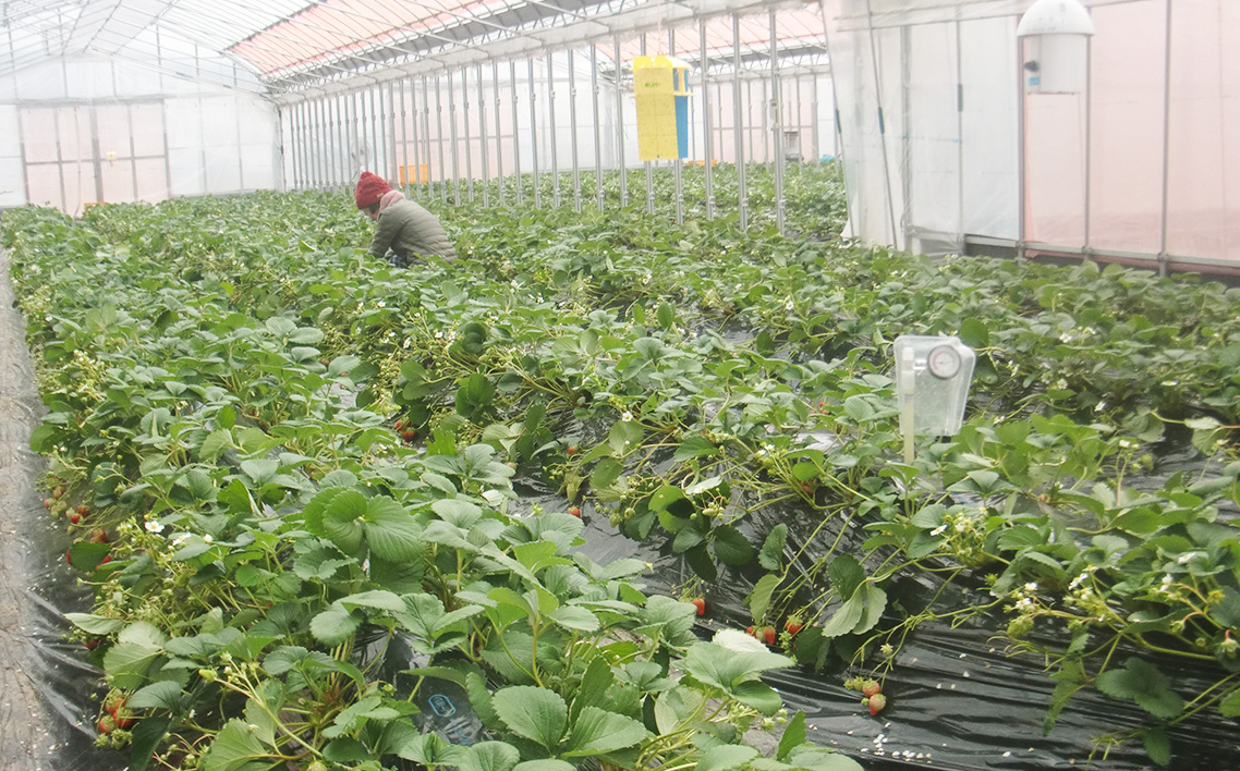 èºç©ããã·ã³ã°ã«ãã±ãã No.394