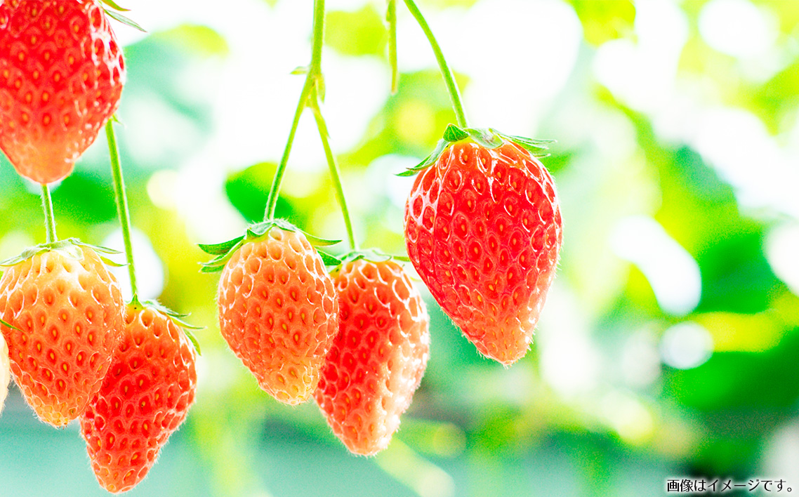 苺狩り　ペアチケット No.395